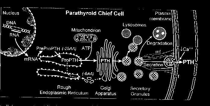 PTH; Pro PTH dan köken alır (öncül polipeptid,