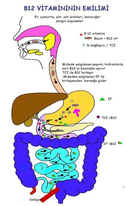 B12 VİTAMİNİ Vücutta ~2,5 mg bulunur (%50-90 kc de) Günlük kayıp: 1 µg Ortalama diyet: 4-6 µg içerir IF normal ise besindeki