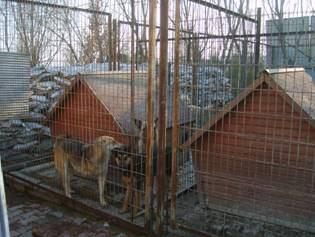 İlçemizdeki sahipli ya da sahipsiz kedi ve köpekler mikroçip ile kayıt altına alınmaktadır. 2.