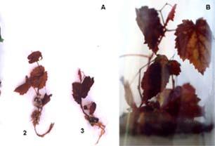 Şekil 5.3 Phaeoacremonium angustius un yaprak kızarıklığı simptomu (a solda) Phaeomoniella chlamydospora nın sebep olduğu yaprak kızarıklığı (a sağda, b) http://www.biorede.pt/page.asp?