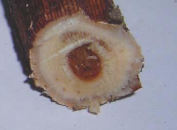 Şekil 4.17 Cylindrocarpon spp. nin odun dokusunda meydana getirdiği nekroz ve çizgi oluşumu Şekil 4.