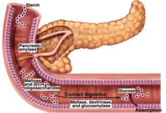 Besin maddeleri mideye geldiğinde midenin asidik ph ında karbonhidrat sindirimi durur.