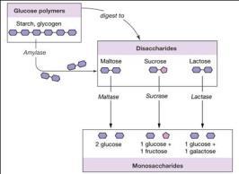 Tükürük α-amilazı, pankreas α-amilazı ve ince bağırsak 1,6- glikozidazı etkisiyle gerçekleşen karbonhidrat sindirimi sonunda ince bağırsak lümeni içinde maltoz, izomaltoz, laktoz ve sakkaroz