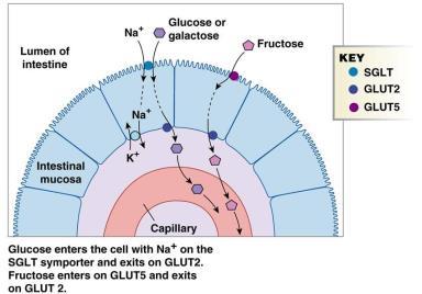Taşıyıcı proteinin iki bağlanma yeri vardır; bunlardan birine Na + diğerine glukoz bağlanır.