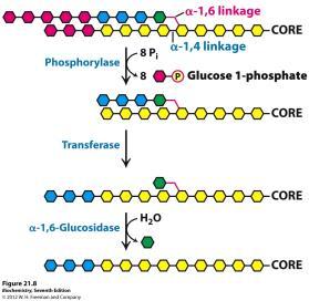 Glikojen depoları, ancak kısa süreli (12saat) açlıkta vücudun glukoz ihtiyacını karşılar. Glikoliz ile bir molekül glukozdan iki molekül piruvat (veya laktat) oluşur.