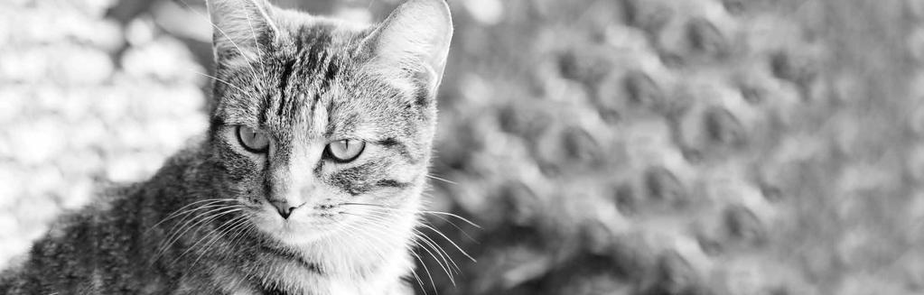 ÖDÜLLÜ Kedi Mamaları KEDİ MAMALARI FELSEFEMIZ, KEDILERI BIYOLOJIK IHTIYAÇLARINA UYGUN OLARAK TAZE ET VE PROTEIN BAKIMINDAN ZENGIN BIR DIYETLE BESLEMEYE YÖNELIK TASARIMIYLA MAMALARDA YENI BIR SINIFI