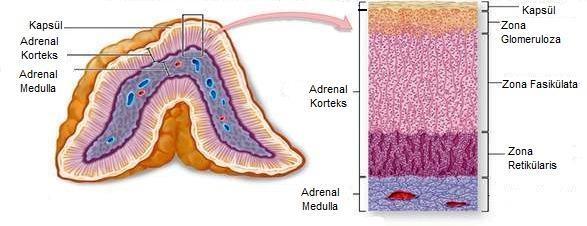 Adrenal Bez Dış tabaka Zona glomeruloza Aldosteron Orta tabaka