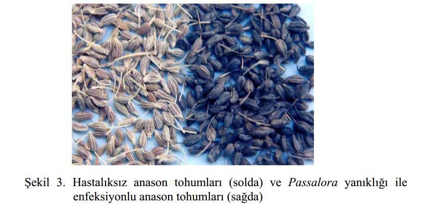 Hastalık etmeni hastalıklı bitki artıklarında ve en önemli olarak da hastalıklı tohumlarla taşınmaktadır.