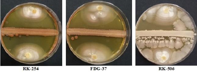 kullanılan bakteriyel izolatların petrideki görünümleri Şekil 5.