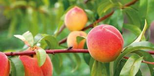 KAYISI Prunus armeniaca, 2-10 m yüksekliğinde, dikensi ve tüysüz bir ağaçtır. Yapraklar uzunca ve mızraksı, kenarları dişli, ucu sivri veya küttür.