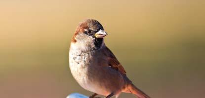 SERÇE - Passer domesticus Herkesin bildiği en yaygın kuştur. Erkeği gri tepesi, siyah gagası ve boğazıyla dişisinden ayrılır. Genç ve dişi bireyler kahverengidir.