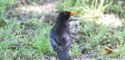 Barut Hemera da yıl boyunca görülebilir. ÇIVGIN - Phylloscopus collybita Ülkemizde tüm yıl görülebilen küçük ve hareketli ötücü bir kuştur.