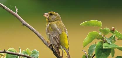 FLORYA - Carduelis chloris İspinoz ailesinden iri, yeşil bir ötücü kuştur. Gagası açık pembe, el teleklerinin kenarı, kuyruk sokumu ve kuyruk dışı telekleri sarıdır.