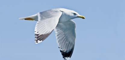 GÜMÜŞ MARTI - Larus chinnans Ülkemizde görülen en yaygın martı türüdür. Ülkemizdeki hemen tüm sahillerde yaşamaktadır.