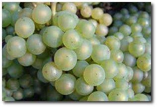 CHARDONNAY(ŞARDONE) Beyaz üzümlerin kraliçesi olarak bilinen Chardonnay, dünyanın en çok tanınan üzüm çeşitlerinden biridir.