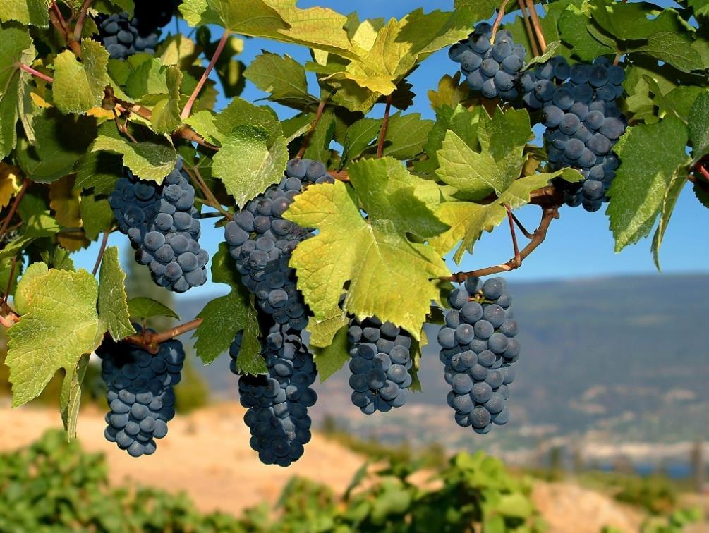 Merlot cinsi üzümden, Cabernet Sauvignon a kıyasla daha az tanenli, daha yumuşak, daha meyvemsi ve daha erken olgunlaşan şaraplar üretilir.