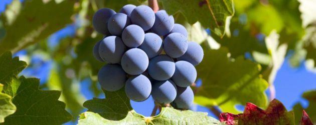 Dünyanın en popüler üzüm çeşitlerinden biri olan ve Üzümlerin Kralı olarak tanımlanan Cabernet Sauvignon, koyu renkli ve kalın kabuklu bir çeşittir.