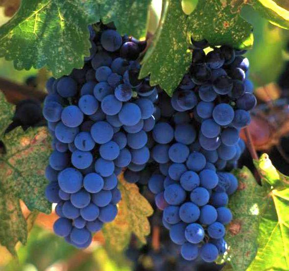 Trakya Bölgesinde yetiştirilen şaraplık ve sofralık bir çeşittir.