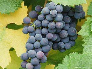 Bu üzüm daha çok roze şarap üretiminde kullanılmaktadır.
