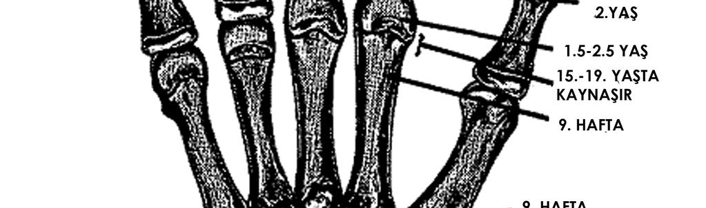 mezenşim kolonunun dorsalinde, diğeri de onun ventralinde iki büyük yoğunlaşma