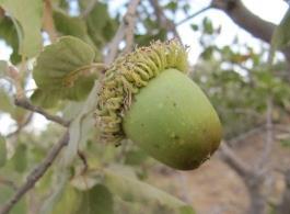 İran Palamut Meşesi (Quercus branthii L.