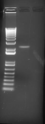Overlap PCR
