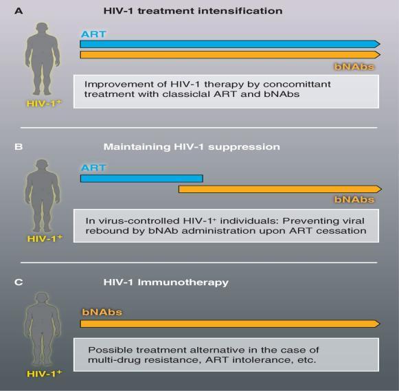 HIV-1 tedavisinde bnab lerin potensiyel kullanımı HIV-1 tedavi güçlendirme HIV-1