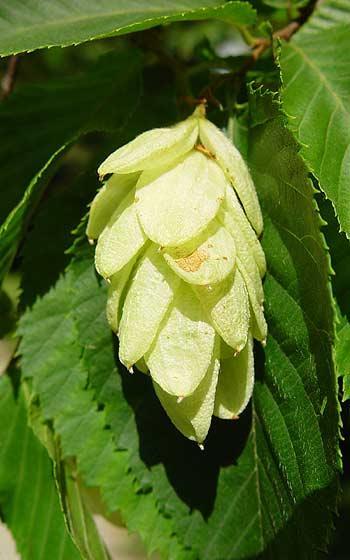 Ostrya (Kayacıklar) Bu cinsin dünya üzerinde 7 türü bulunmakta olup, bunlardan bir tanesi (Ostrya carpinifolia Scop.) ülkemizde doğal yetişmektedir. Ostrya carpinifolia Scop.