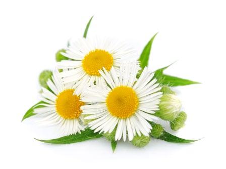 Süzme Çiçek Balı BlumenHonig Flowers Honey Bal, faydaları saymakla bitmeyen dünyadaki en doğal antiseptiktir Üretimi, sabır ve doğayı anlamayı gerektirir.