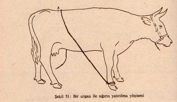 sığırlarda yatırma