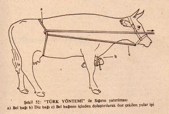 gösterilmiştir.