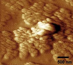 Acinetobacter sp. bakteri görüntüsü. (a) 256 piksel görüntü havada tıklamalı modda alınmıştır, yükseklik skalası: 0-5 µm (b) 128 piksel havada tıklamalı modda alınmıştır, yükseklik skalası: 0-3 µm.