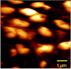 5-2 µm, genişliği 0.8-1 µm dir [165]. İnsan üzerinde patojenik etkisi olmayan Rhodobacter sphaeroides sıvı içerisinde görüntüleri kaydedilmiştir.