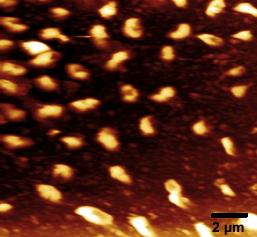 7 de fizyolojik salin içerisinde tıklamalı modda 8 µm x 8 µm ve 20 µm x 20 µm görüntü taranarak alınan Rhodobacter sphaeroides AKM görüntüleri