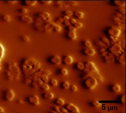 Streptomyces bakteri türü antibiyotik çalışmalarında çok fazla çalışılan bozulmaya neden olan bakteri türüdür, aynı zamanda küf bakterisi olarakta anılmaktadır.