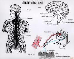 Sinir sistemi nedir?