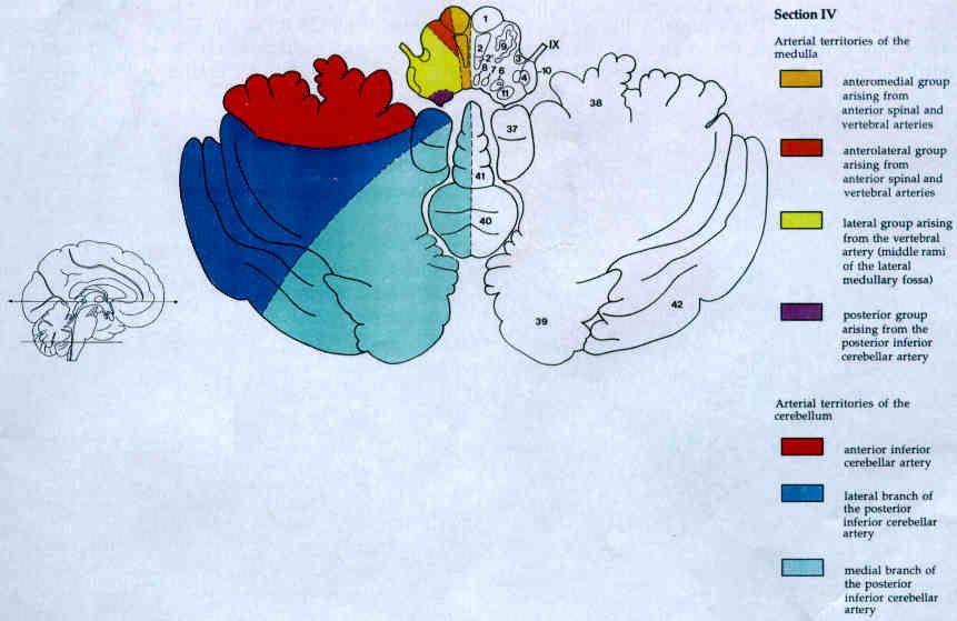 Şekil 3 Medullanın arteriyel beslenmesi Serebellumun arteriyel beslenmesi