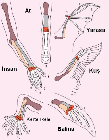 Değişiklikler taşıyan soyların anatomik belirtileri. Omurgalıların ön üyeleri ortak yapısal özelliğin varyasyonlarıdır.