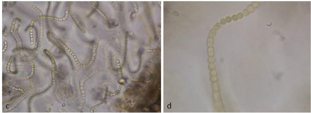 grevillei, Aphanocapsa litoralis, Aphanocapsa muscicola, Aphanothece microscopica, Calothrix fusca, Calothrix parietina, C muscicola, Chroococcus turgidus, Lyngbya lagerheimii, Lyngbya limnetica,