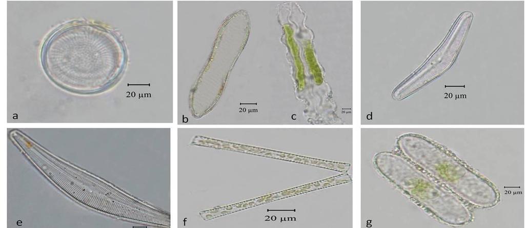 202 Şekil 9.2. a) Cyclotella meneghiniana b) Cymatopleura solea c) Cymatopleura