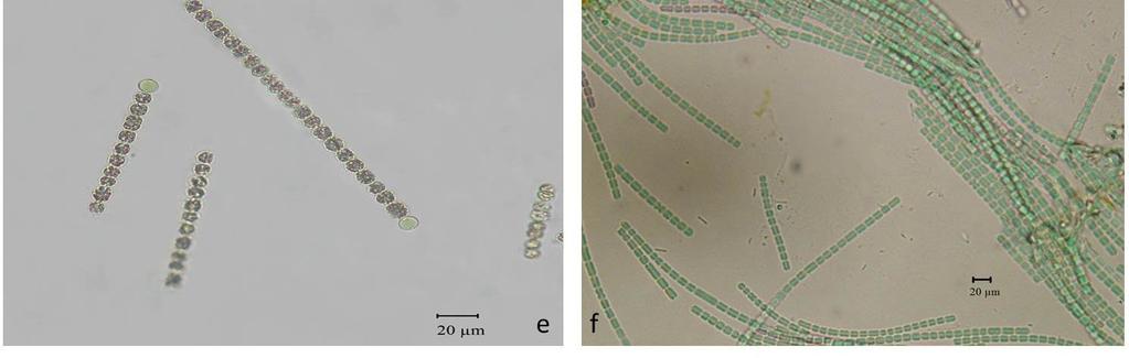 cylindrica c) Chroococcus