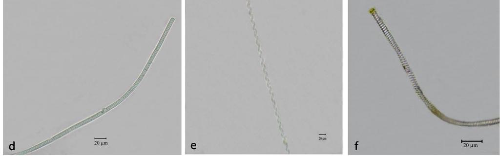 amonea c) Oscillatoria anguaina d)