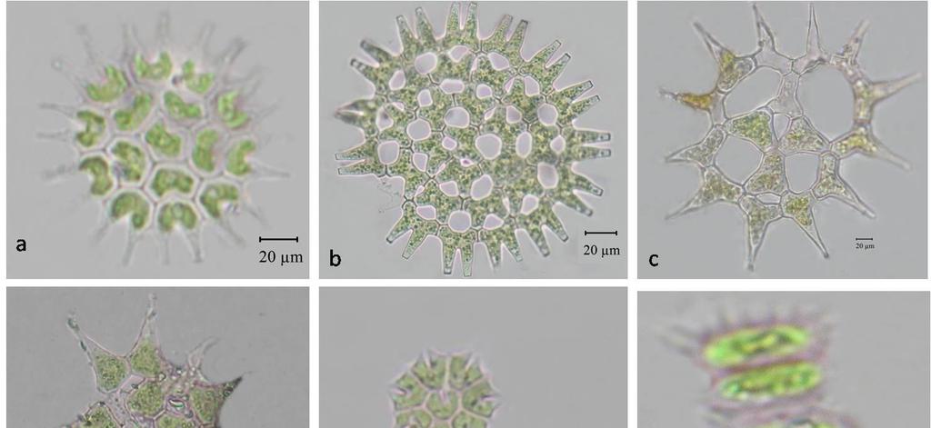 214 Şekil 9.14. a) Pediastrum boryanum b) Pediastrum duplex