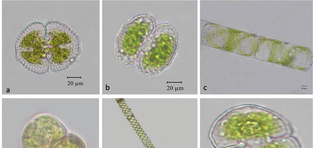 216 Şekil 9.16. a) Cosmarium botrytis b)