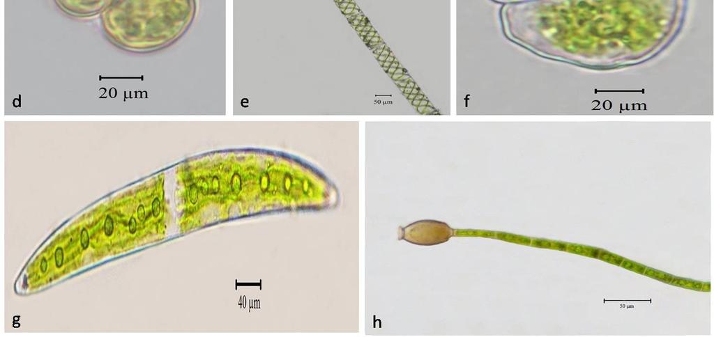 Cosmarium contractum e) Spirogyra aequinoctialis