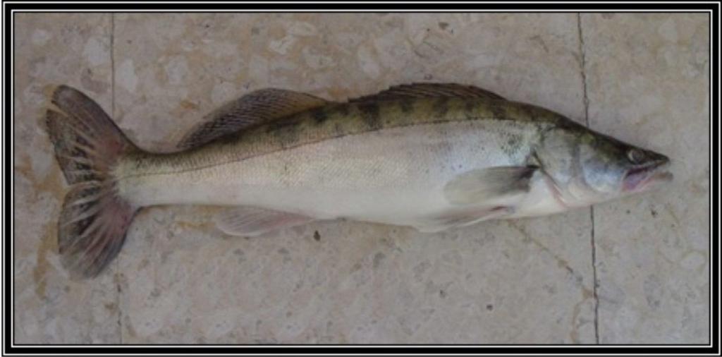 27 Şekil 3.2.2. Cyprinus carpio (Sazan, Aynalı Sazan, Kültür Sazanı) Aşılanan diğer tür ise, Tizostedion lucioperca: PERCIDAE (Syn=Sander lucioperca, Lucioperca lucioperca) (Sudak, Ak Levrek, Dişli Balık) dır.