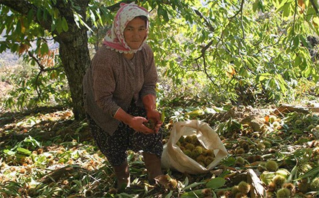 Kestaneler elle veya makine ile hasat edilir. Ülkemizde 1. yöntem (elle) uygulanır.