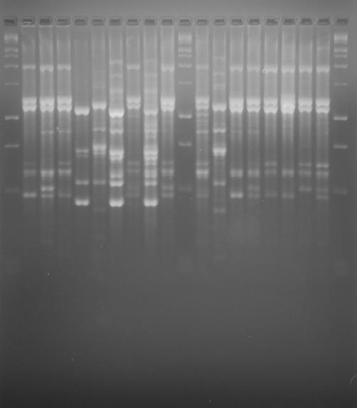 Arbitrarily Primed- PCR (AP-PCR) Bu yöntemin başarısı ; -