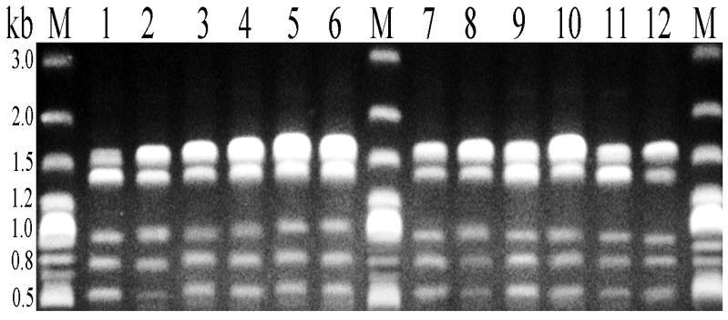Class I integron PCR Miniprep ile