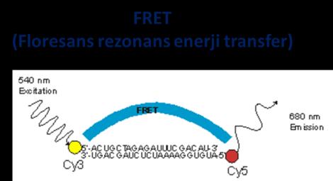 Enfeksiyon